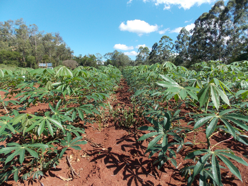 Liming and phosphorus increase cassava yields | Soil Science Society of  America
