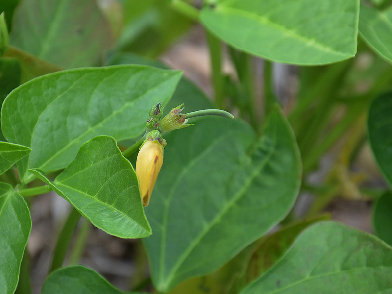 Cowpeas are the answer. What's the question? | Soil Science Society of  America