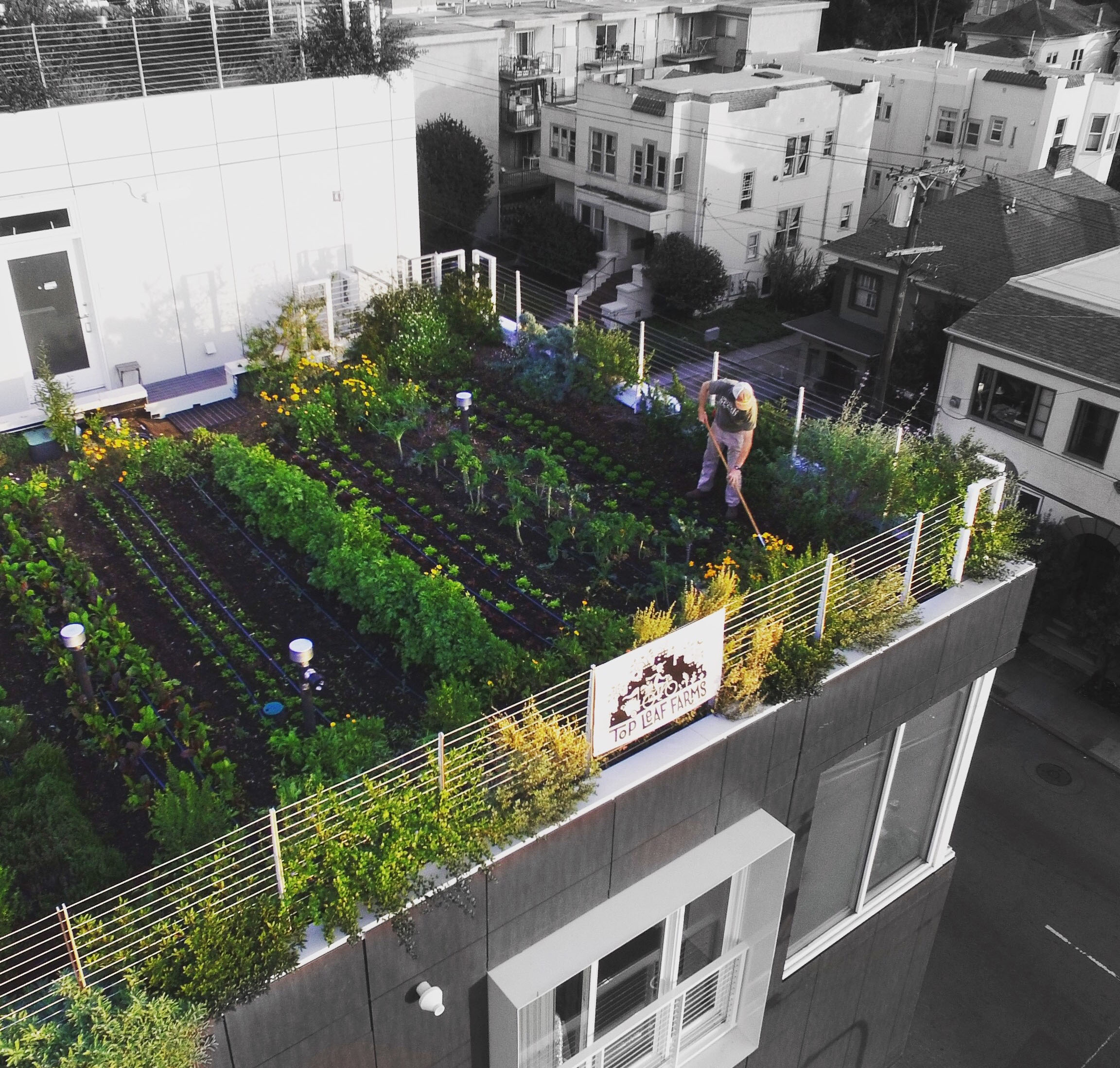 Green roofs  Soil Science Society of America