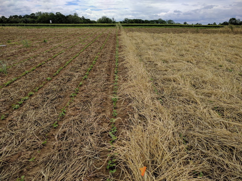 Frontiers  Cover Crops and Mechanical Scarification in the Yield and  Industrial Quality of Upland Rice