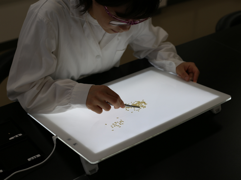 To fertilize or not to fertilize: A delicate balance between chalky rice  grains and excessive protein content | Soil Science Society of America
