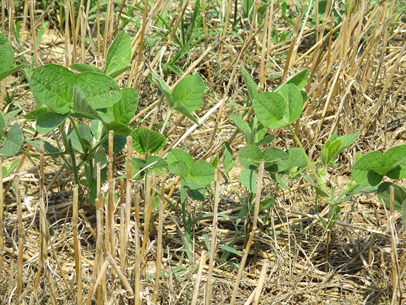 young double-crop soybeans emerging from winter wheat stubble