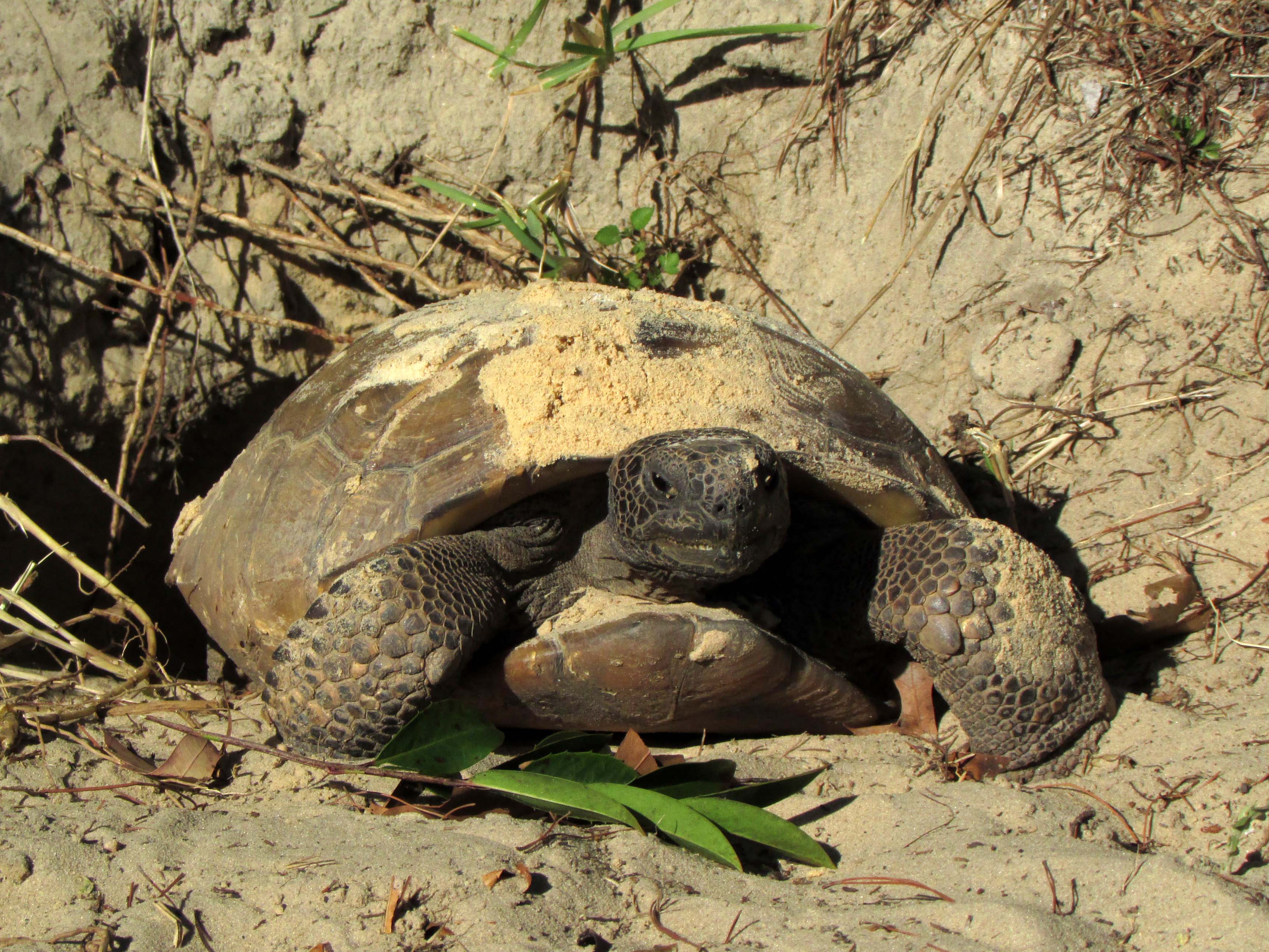 large gopher turtle in sandy hole