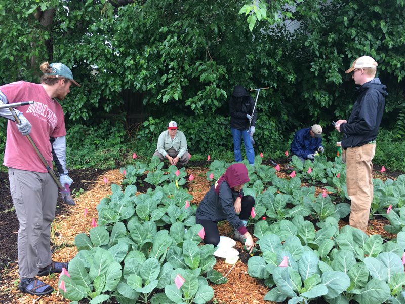 Image of Community garden where people can come together to grow food