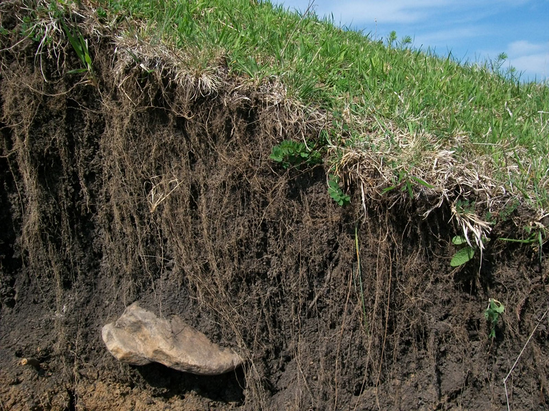 root laden soil