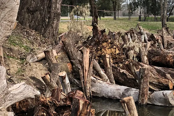 A river shoreline bordered by fallen trees