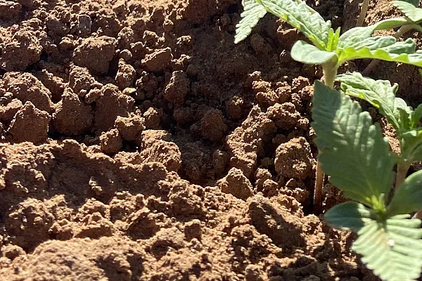 close up of a sprouted seedling within soil